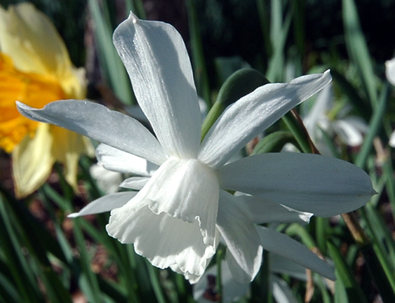 One of the many cultivars of Narcissus in bloom in spring in the A.M. (Mac) Cuddy Gardens, Strathroy, Ontario, Canada.
